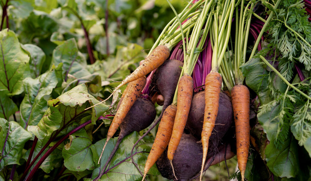 Fresh from the garden carrots and beets with a green background of swiss chard.